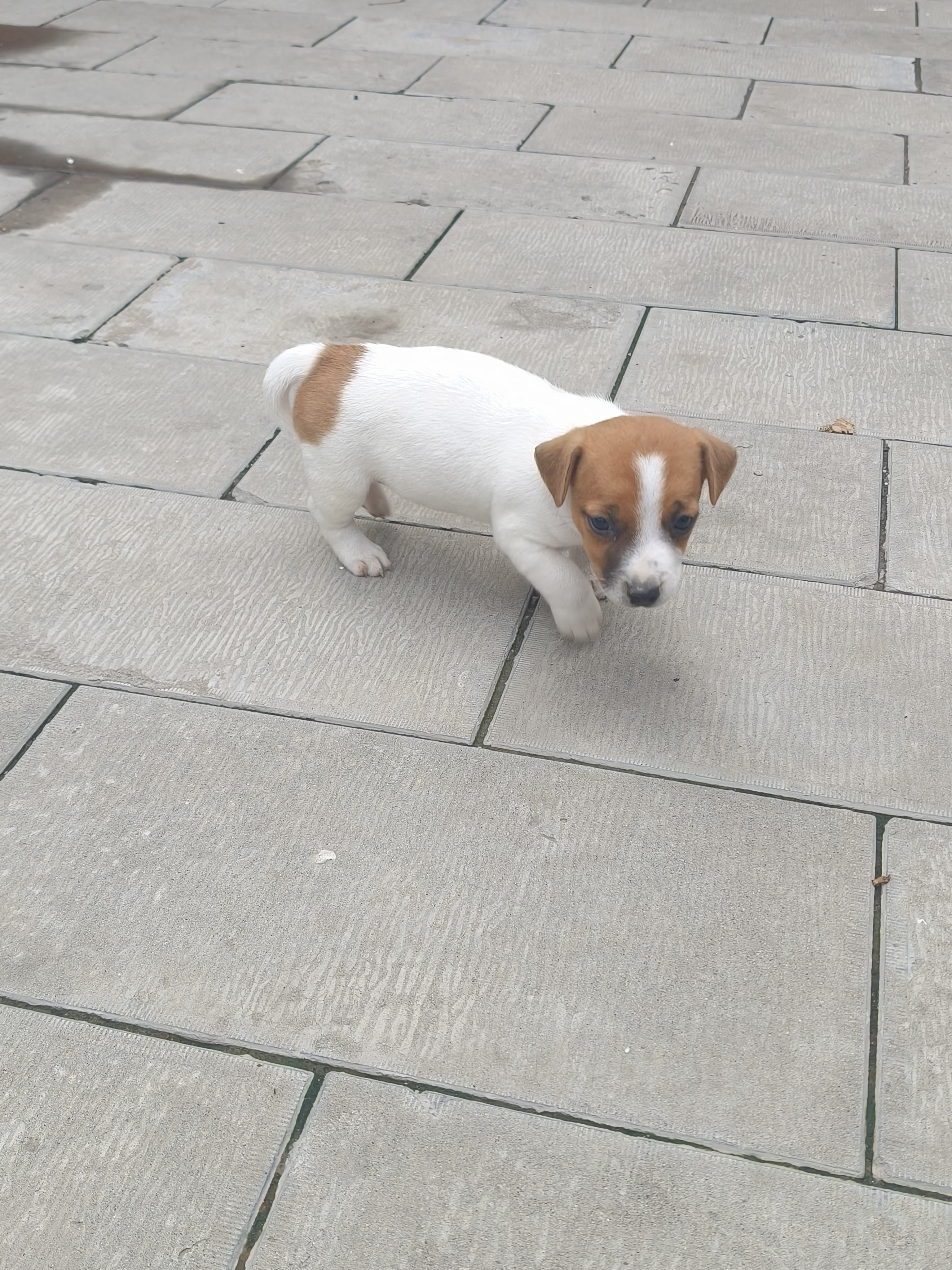 杰克罗素梗幼犬，健康可爱，喜欢的私聊